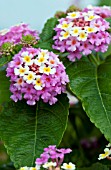 LANTANA LANDMARK ROSE GLOW