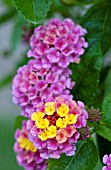 LANTANA LANDMARK SUNRISE ROSE