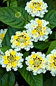 LANTANA LUCKY LEMON GLOW