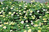LANTANA LUCKY LEMON GLOW