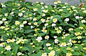 LANTANA LUCKY LEMON GLOW