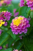 LANTANA LUCKY SUNRISE ROSE