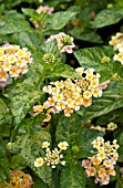 LANTANA LUSCIOUS CITRUS BLEND