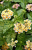 LANTANA LUSCIOUS CITRUS BLEND