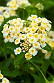 LANTANA LUSCIOUS LEMONADE