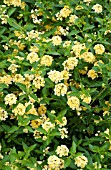 LANTANA LUSCIOUS LEMONADE