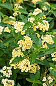 LANTANA LUSCIOUS LEMONADE