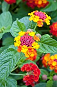 LANTANA LUSCIOUS TROPICAL FRUIT