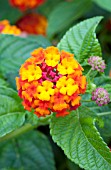 LANTANA LUSCIOUS TROPICAL FRUIT