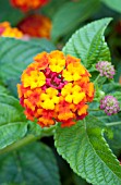 LANTANA LUSCIOUS TROPICAL FRUIT