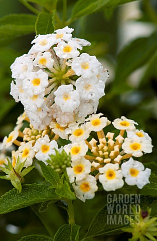 LANTANA_PATRIOT_WEEPERS_DOVE_WINGS