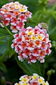 LANTANA SOUTH BEACH COMPACT CORAL