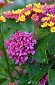 LANTANA SOUTH BEACH COMPACT HOT PINK