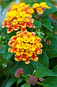 LANTANA SOUTH BEACH COMPACT MANGO