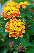 LANTANA SOUTH BEACH COMPACT MANGO