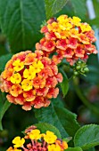 LANTANA SOUTHERN BELLE ATLANTA FIRE