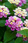 LANTANA TROPICA PINK BIRD