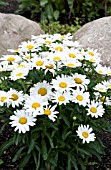 LEUCANTHEMUM SUPERBUM DAISY MAY