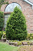 LIGUSTRUM JAPONICUM