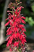 LOBELIA CARDINALIS