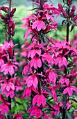 LOBELIA SPECIOSA FAN DEEP ROSE