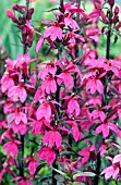 LOBELIA SPECIOSA FAN DEEP ROSE