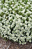 LOBULARIA MARITIMA GIGA WHITE