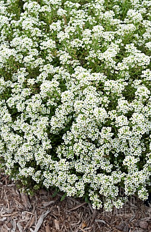 LOBULARIA_MARITIMA_GIGA_WHITE