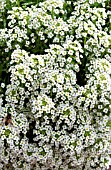 LOBULARIA MARITIMA SILVER STREAM