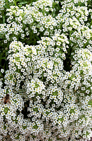 LOBULARIA_MARITIMA_SILVER_STREAM