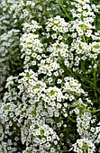 LOBULARIA MARITIMA SILVER STREAM