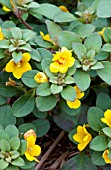 LYSIMACHIA CONGESTIFLORA GOLDEN GLOBES