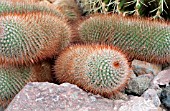 MAMMILLARIA RHODANTHA