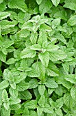 MELISSA OFFICINALIS, LEMON BALM