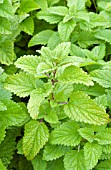 MELISSA OFFICINALIS, LEMON BALM