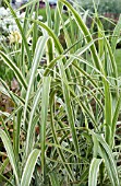 MISCANTHUS SINENSIS COSMOPOLITAN