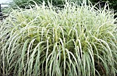 MISCANTHUS SINENSIS DIXIELAND