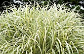 MISCANTHUS SINENSIS VARIEGATA