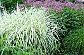 MISCANTHUS SINENSIS VARIEGATA AND EUPATORIUM