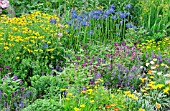 MIXED PERENNIAL BORDER PLANTING