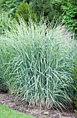 PANICUM AMARUM DEWEY BLUE