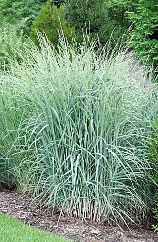 PANICUM_AMARUM_DEWEY_BLUE