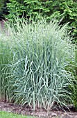 PANICUM AMARUM DEWEY BLUE