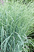 PANICUM AMARUM DEWEY BLUE