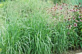 PANICUM VIRGATUM EMERALD CHIEF