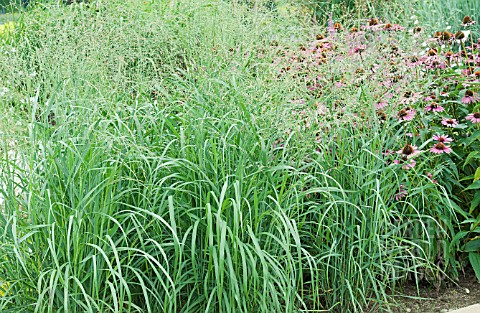 PANICUM_VIRGATUM_EMERALD_CHIEF