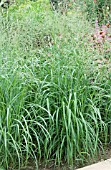 PANICUM VIRGATUM EMERALD CHIEF