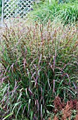 PANICUM VIRGATUM PRAIRIE FIRE