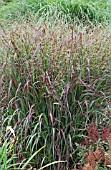 PANICUM VIRGATUM PRAIRIE FIRE