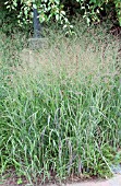 PANICUM VIRGATUM SHENANDOAH